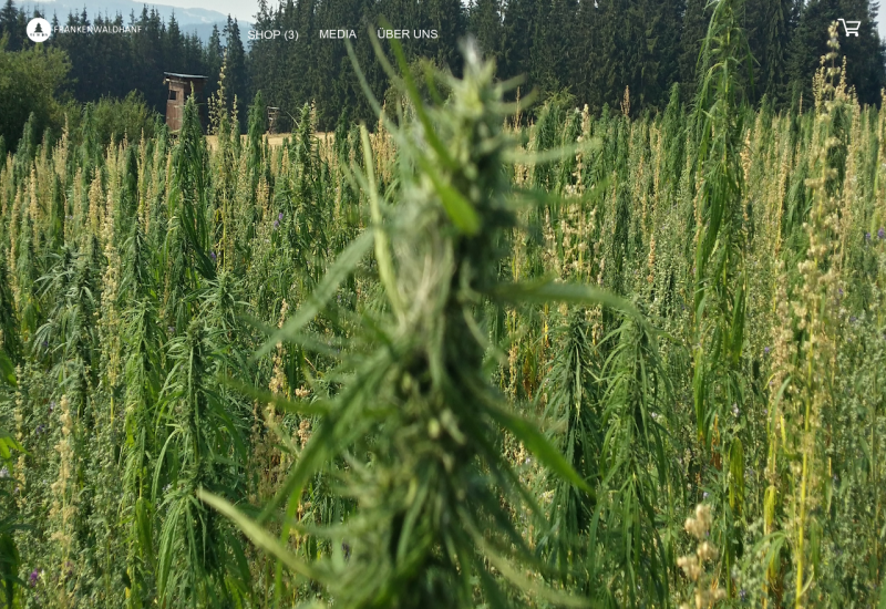 Frankenwaldhanf